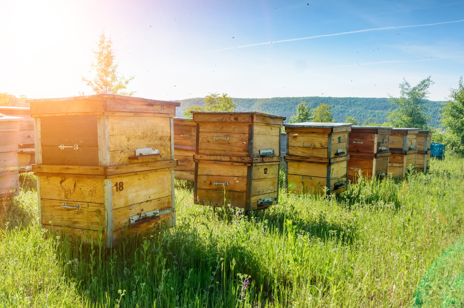 はちみつ 蜂蜜　ハチミツ　国産純粋蜂蜜