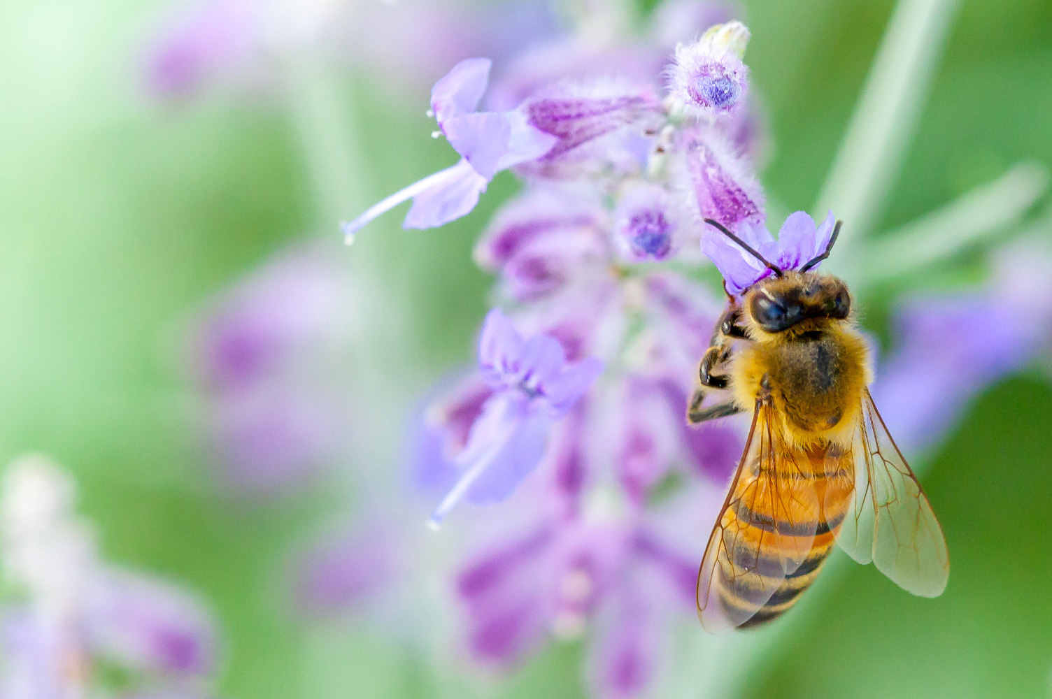 はちみつ 蜂蜜　ハチミツ　国産純粋蜂蜜
